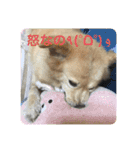 柴シュナmoco（個別スタンプ：8）