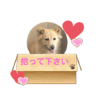 柴シュナmoco（個別スタンプ：9）