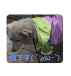 柴シュナmoco（個別スタンプ：12）