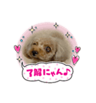 プードルひな（個別スタンプ：1）