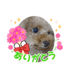 プードルひな（個別スタンプ：6）