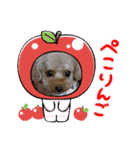 プードルひな（個別スタンプ：8）