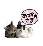 齋藤家スタンプ（猫、父、母）（個別スタンプ：1）
