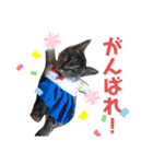 齋藤家スタンプ（猫、父、母）（個別スタンプ：5）