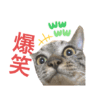 齋藤家スタンプ（猫、父、母）（個別スタンプ：11）