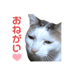 齋藤家スタンプ（猫、父、母）（個別スタンプ：14）