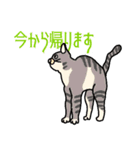 ねこのはちこ #2（個別スタンプ：7）
