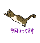 ねこのはちこ #2（個別スタンプ：12）