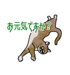 ねこのはちこ #2（個別スタンプ：13）