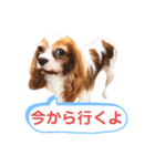 毎日キャバリア。（個別スタンプ：2）