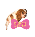 毎日キャバリア。（個別スタンプ：3）