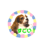 毎日キャバリア。（個別スタンプ：4）