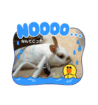 うさカフェりび 全員集合3（個別スタンプ：12）
