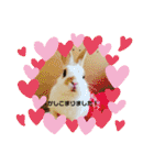 うさカフェりび 全員集合3（個別スタンプ：24）