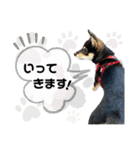 黒豆柴あんこ3415（個別スタンプ：3）