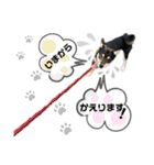 黒豆柴あんこ3415（個別スタンプ：4）