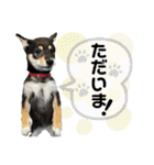 黒豆柴あんこ3415（個別スタンプ：5）