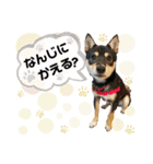 黒豆柴あんこ3415（個別スタンプ：7）