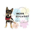 黒豆柴あんこ3415（個別スタンプ：8）