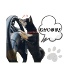 黒豆柴あんこ3415（個別スタンプ：9）