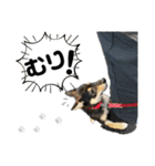 黒豆柴あんこ3415（個別スタンプ：16）