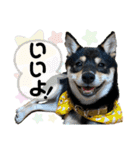 黒豆柴あんこ3415（個別スタンプ：18）