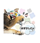 黒豆柴あんこ3415（個別スタンプ：25）