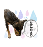 黒豆柴あんこ3415（個別スタンプ：27）