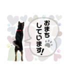 黒豆柴あんこ3415（個別スタンプ：29）