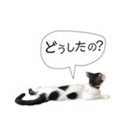 わが家の傍ちゃんスタンプ その3（個別スタンプ：2）