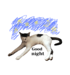 わが家の傍ちゃんスタンプ その3（個別スタンプ：15）