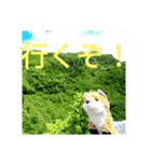 トレイシーフォックスクラン（個別スタンプ：1）