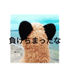 トレイシーフォックスクラン（個別スタンプ：2）