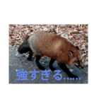 トレイシーフォックスクラン（個別スタンプ：4）