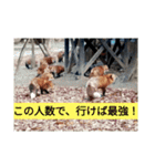 トレイシーフォックスクラン（個別スタンプ：5）
