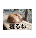トレイシーフォックスクラン（個別スタンプ：6）