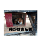 トレイシーフォックスクラン（個別スタンプ：10）