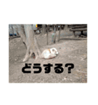トレイシーフォックスクラン（個別スタンプ：12）