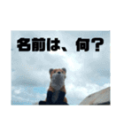 トレイシーフォックスクラン（個別スタンプ：13）