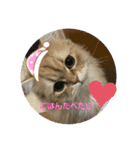Nyansたち♡（個別スタンプ：7）