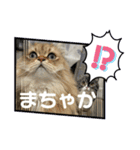 Nyansたち♡（個別スタンプ：9）