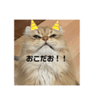 Nyansたち♡（個別スタンプ：10）