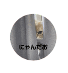 Nyansたち♡（個別スタンプ：16）