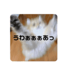 Nyansたち♡（個別スタンプ：17）