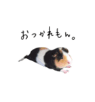 ふくちゃんの毎日。ver.4（個別スタンプ：15）