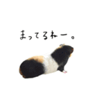 ふくちゃんの毎日。ver.4（個別スタンプ：23）