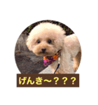 ぼく、福丸です。その6（個別スタンプ：1）