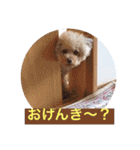 ぼく、福丸です。その6（個別スタンプ：4）