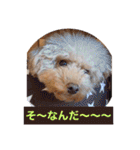 ぼく、福丸です。その6（個別スタンプ：8）