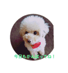 ぼく、福丸です。その6（個別スタンプ：11）
